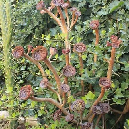 Lägenhet By The Sea Zaklopatica, - 8347